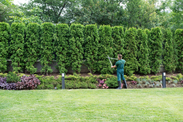 Organic Lawn Care Solutions in Tawas City, MI